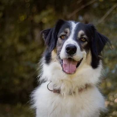 Wilhelm, male Mixed Breed for adoption at Vorarlberger Tierschutzheim