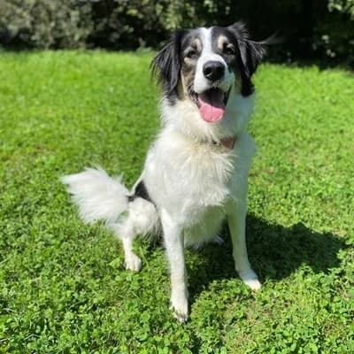 Wilhelm, black and white male Mixed Breed for adoption at Tierheim Dornbirn, Dornbirn — photo 2 of 9