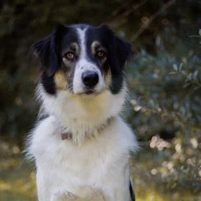 Wilhelm, black and white male Mixed Breed for adoption at Tierheim Dornbirn, Dornbirn — photo 4 of 9