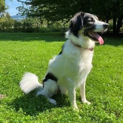 Wilhelm, black and white male Mixed Breed for adoption at Tierheim Dornbirn, Dornbirn — photo 5 of 9