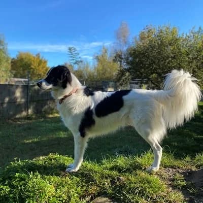 Wilhelm, black and white male Mixed Breed for adoption at Tierheim Dornbirn, Dornbirn — photo 6 of 9