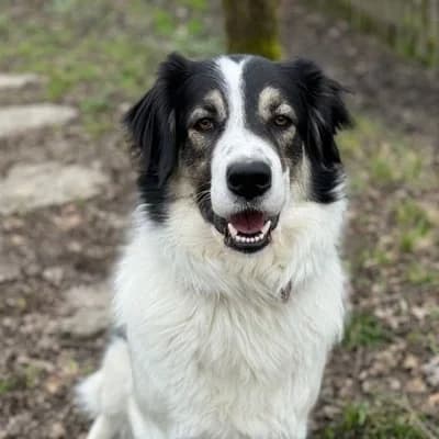 Wilhelm, black and white male Mixed Breed for adoption at Tierheim Dornbirn, Dornbirn — photo 7 of 9