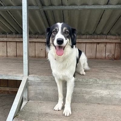 Wilhelm, black and white male Mixed Breed for adoption at Tierheim Dornbirn, Dornbirn — photo 8 of 9