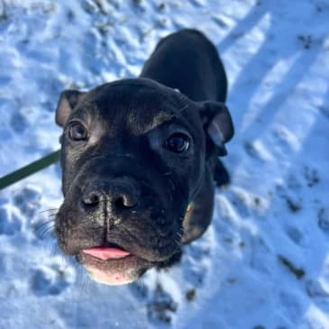Winnie Pooh,  American Staffordshire Terrier for adoption at Pfotenhilfe, Lochen