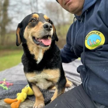 Woody,  Mixed Breed for adoption at Pfotenhilfe, Lochen