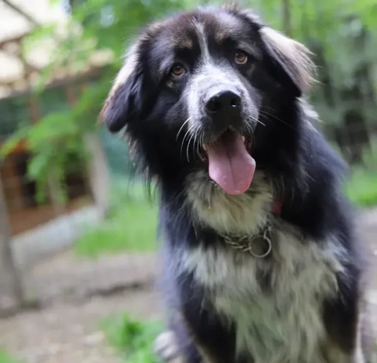 Yuki,  Livestock Guardian Dog for adoption at Tierheim Arche Noah, Graz