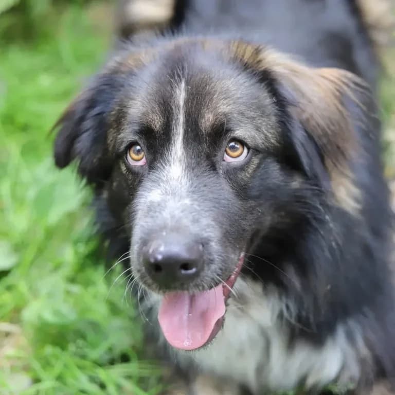 Yuki, black  Livestock Guardian Dog for adoption at Tierheim Arche Noah, Graz — photo 3 of 5