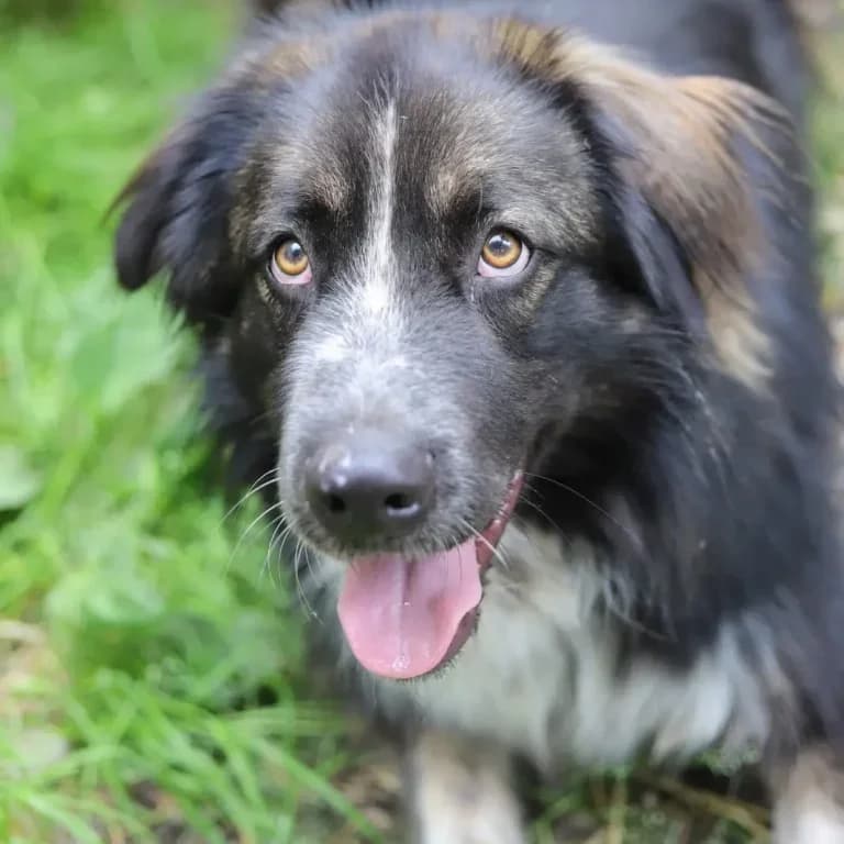Yuki, black  Livestock Guardian Dog for adoption at Tierheim Arche Noah, Graz — photo 5 of 5