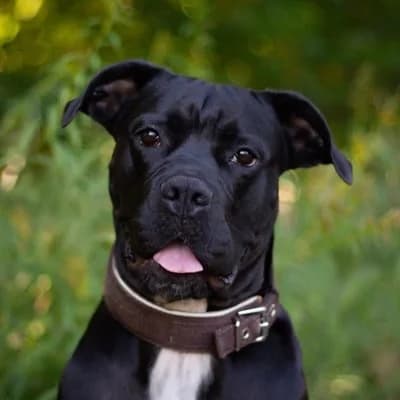 Zara, female Mixed Breed for adoption at Tierheim Dornbirn, Dornbirn