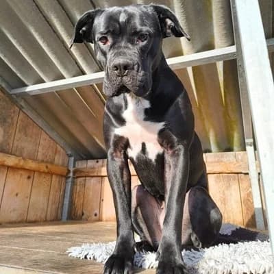 Zara, black female Mixed Breed for adoption at Tierheim Dornbirn, Dornbirn — photo 2 of 14