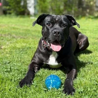 Zara, black female Mixed Breed for adoption at Tierheim Dornbirn, Dornbirn — photo 3 of 14