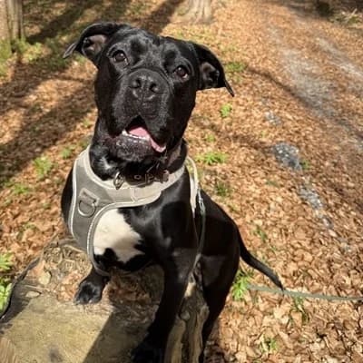 Zara, black female Mixed Breed for adoption at Tierheim Dornbirn, Dornbirn — photo 6 of 14