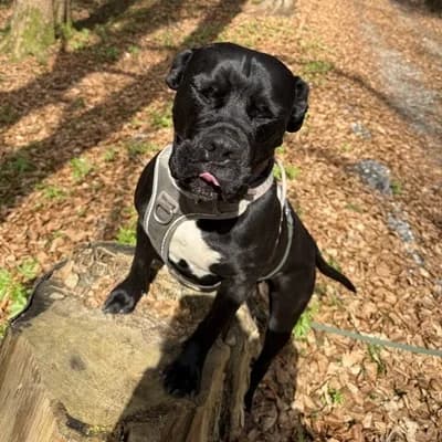 Zara, black female Mixed Breed for adoption at Tierheim Dornbirn, Dornbirn — photo 7 of 14