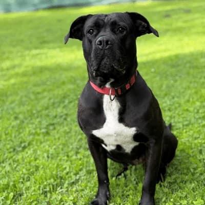 Zara, black female Mixed Breed for adoption at Tierheim Dornbirn, Dornbirn — photo 8 of 14