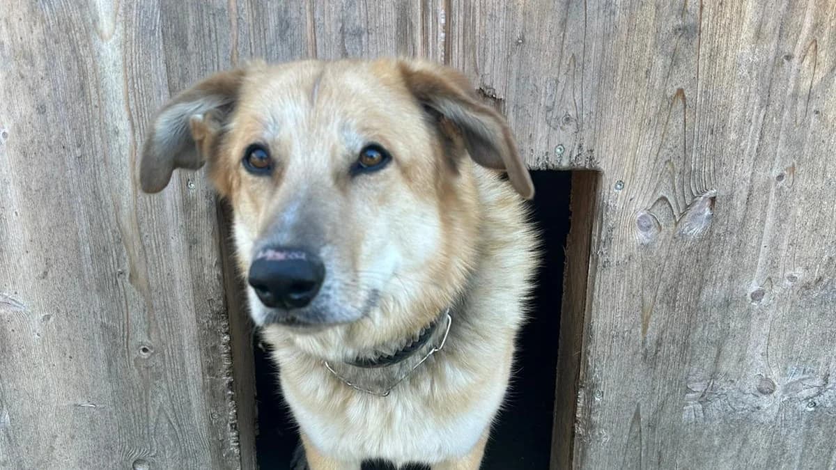 Zeus,  6yo Mixed Breed for adoption at Tierheim Arche Noah, Graz