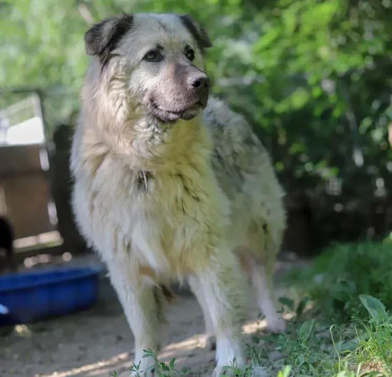 Zitta, female Mixed Breed for adoption at Tierheim Arche Noah, Graz