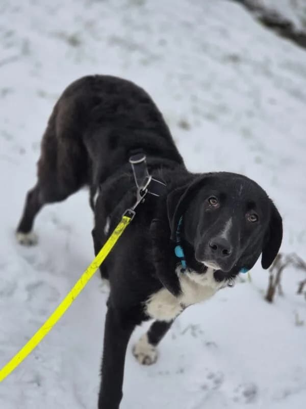 Joschi, male young Mixed Breed for adoption at Ankerhunde e.V., Novi Grad