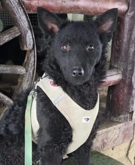 Maxima,  puppy Mixed Breed for adoption at Ankerhunde e.V., Novi Grad