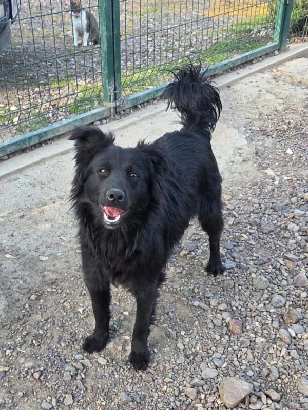 Filou,  puppy Mixed Breed for adoption at Ankerhunde e.V., Novi Grad