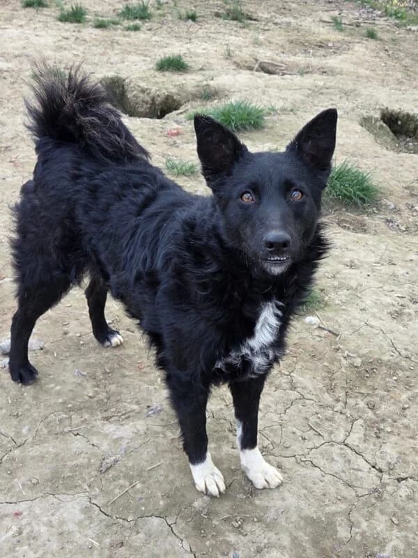 Linette,  young Mixed Breed for adoption at Ankerhunde e.V., Novi Grad