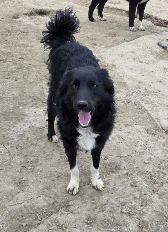 Magalie,  young Mixed Breed for adoption at Ankerhunde e.V., Novi Grad