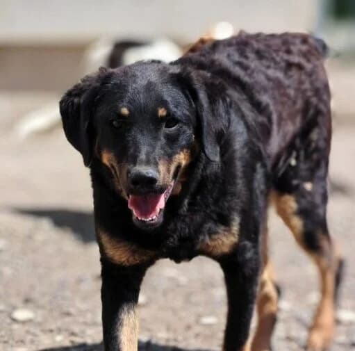 Bruno,  young Mixed Breed for adoption at Ankerhunde e.V., Novi Grad