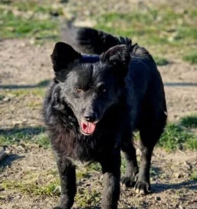Aro,  young Mixed Breed for adoption at Ankerhunde e.V., Novi Grad