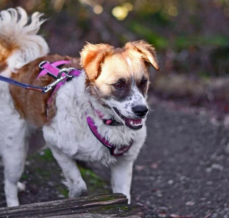 Vicky, female 5yo Mixed Breed for adoption at Ankerhunde e.V., Novi Grad