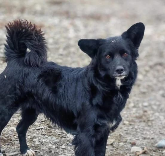 Django,  young Mixed Breed for adoption at Ankerhunde e.V., Novi Grad