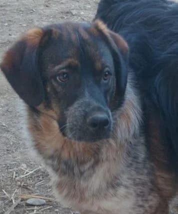 Caruso,  young Mixed Breed for adoption at Ankerhunde e.V., Novi Grad