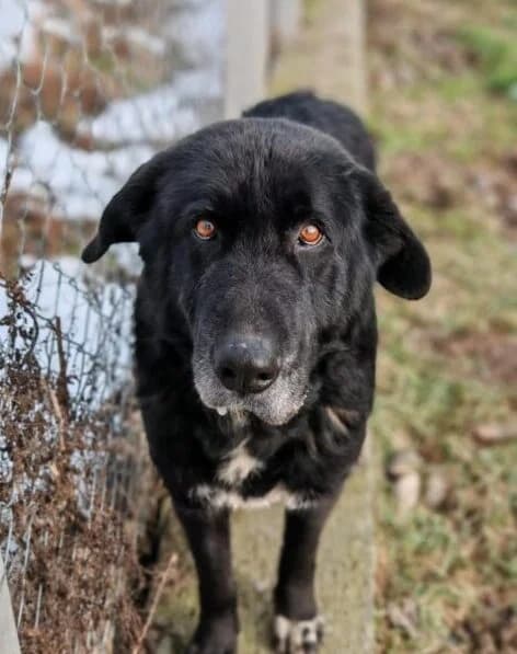 Balto, schwarz  senior Mixed Breed for adoption at Ankerhunde e.V., Novi Grad
