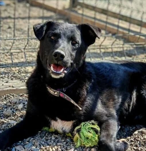 Dario, schwarz  puppy Mixed Breed for adoption at Ankerhunde e.V., Novi Grad