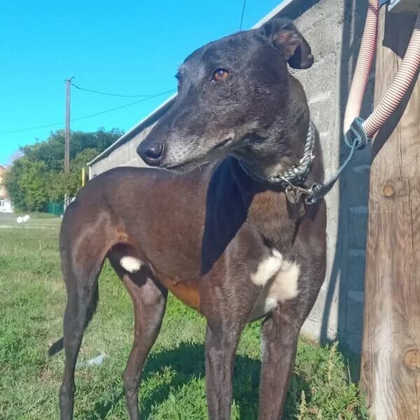 Apollo, male 6yo Mixed Breed for adoption at Ankerhunde e.V., Novi Grad