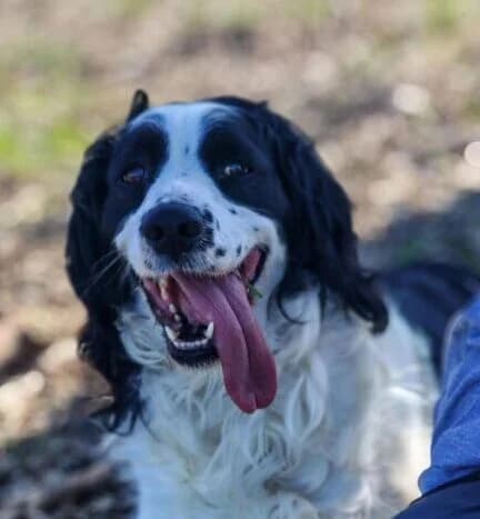 Octavio, male 3yo Mixed Breed for adoption at Ankerhunde e.V., Novi Grad