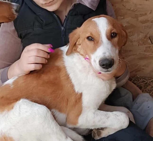 Sparky,  5yo Mixed Breed for adoption at Ankerhunde e.V., Novi Grad