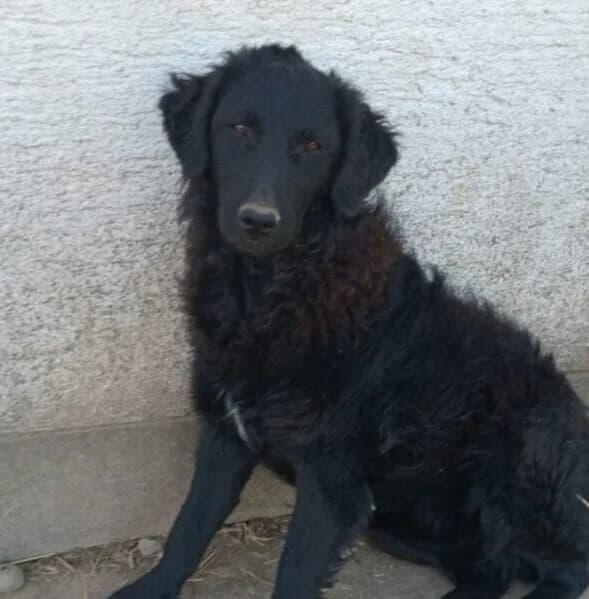 Edwina,  puppy Mixed Breed for adoption at Ankerhunde e.V., Novi Grad