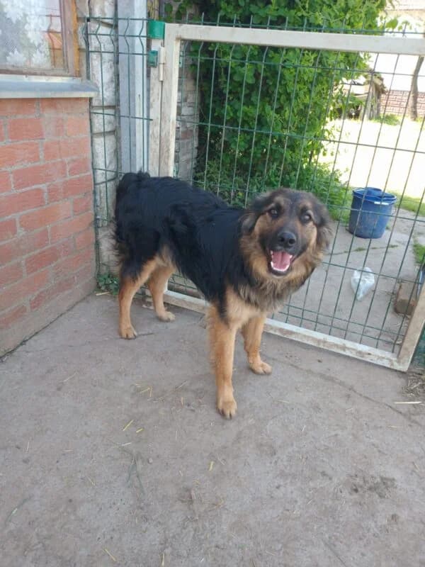 Ramon,  young Mixed Breed for adoption at Ankerhunde e.V., Novi Grad
