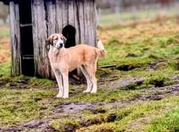 Hana, female puppy Mixed Breed for adoption at Ankerhunde e.V., Novi Grad