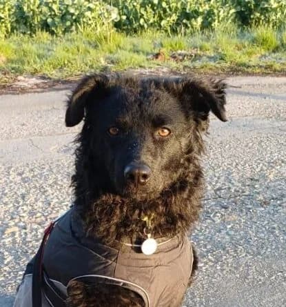 Katy, female young Mixed Breed for adoption at Ankerhunde e.V., Novi Grad