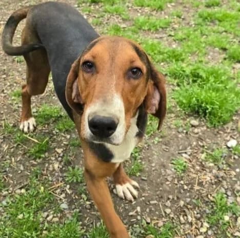 Lenny,  5yo Mixed Breed for adoption at Ankerhunde e.V., Novi Grad
