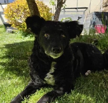 Mara, female senior Mixed Breed for adoption at Ankerhunde e.V., Novi Grad