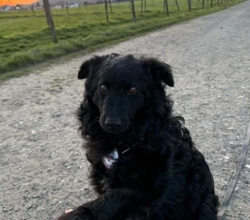 Koksi, female 5yo Mixed Breed for adoption at Ankerhunde e.V., Novi Grad