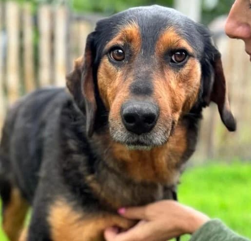 Jack,  young Mixed Breed for adoption at Ankerhunde e.V., Novi Grad