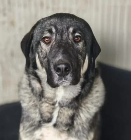 Romeo, male young Mixed Breed for adoption at Ankerhunde e.V., Novi Grad