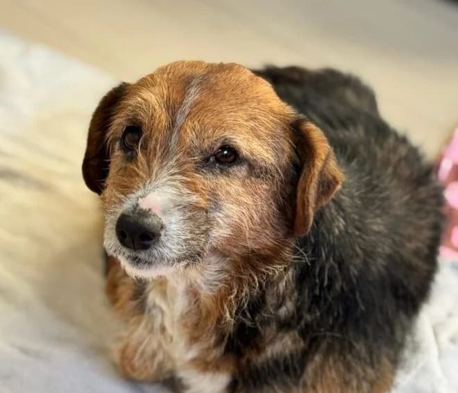 Mina, female senior Mixed Breed for adoption at Ankerhunde e.V., Novi Grad