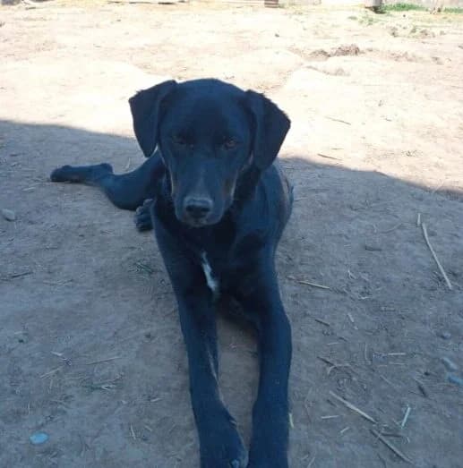 Maya, female puppy Mixed Breed for adoption at Ankerhunde e.V., Novi Grad