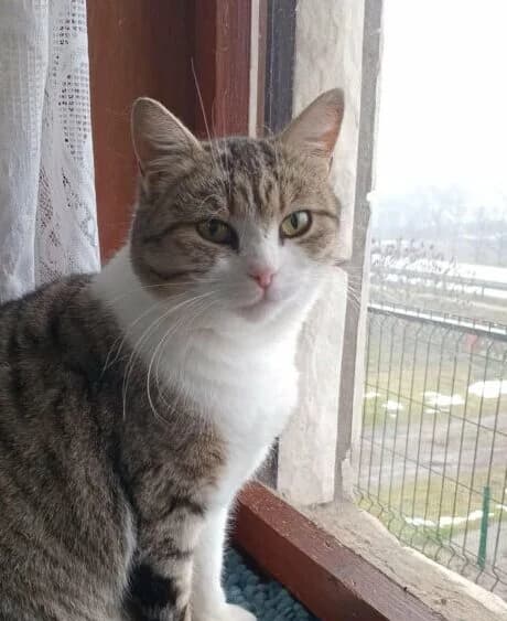 Fluffy,  young Mixed Breed for adoption at Ankerhunde e.V., Novi Grad