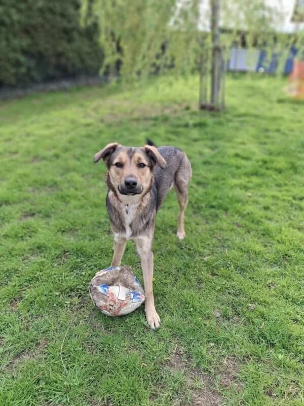 Kenzo, male young Mixed Breed for adoption at Ankerhunde e.V., Novi Grad