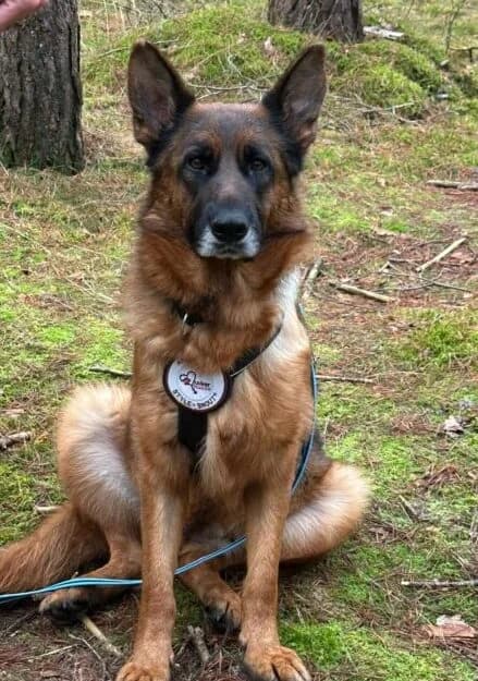 Mila, female 5yo Mixed Breed for adoption at Ankerhunde e.V., Novi Grad