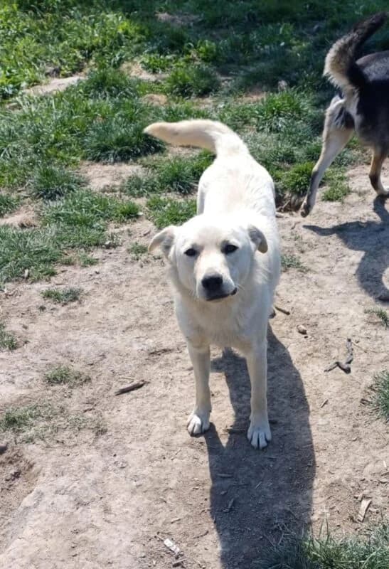 Balou,  young Mixed Breed for adoption at Ankerhunde e.V., Novi Grad